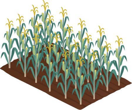 Maize Corn Crop
