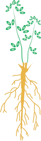 Alfalfa with Roots