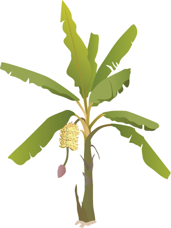 Banana Tree with Fruit