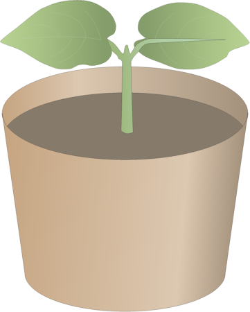 Seedling