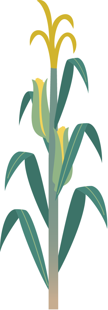 Maize Corn Stalk