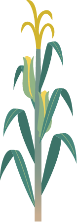 Maize Corn Stalk