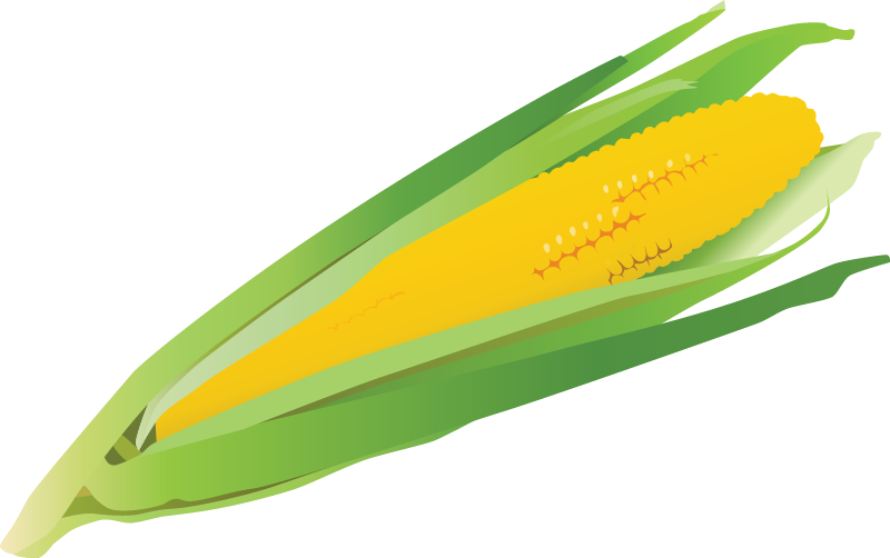 Maize Corn Cob