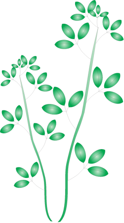 Alfalfa