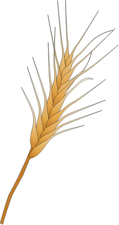 Wheat Kernels