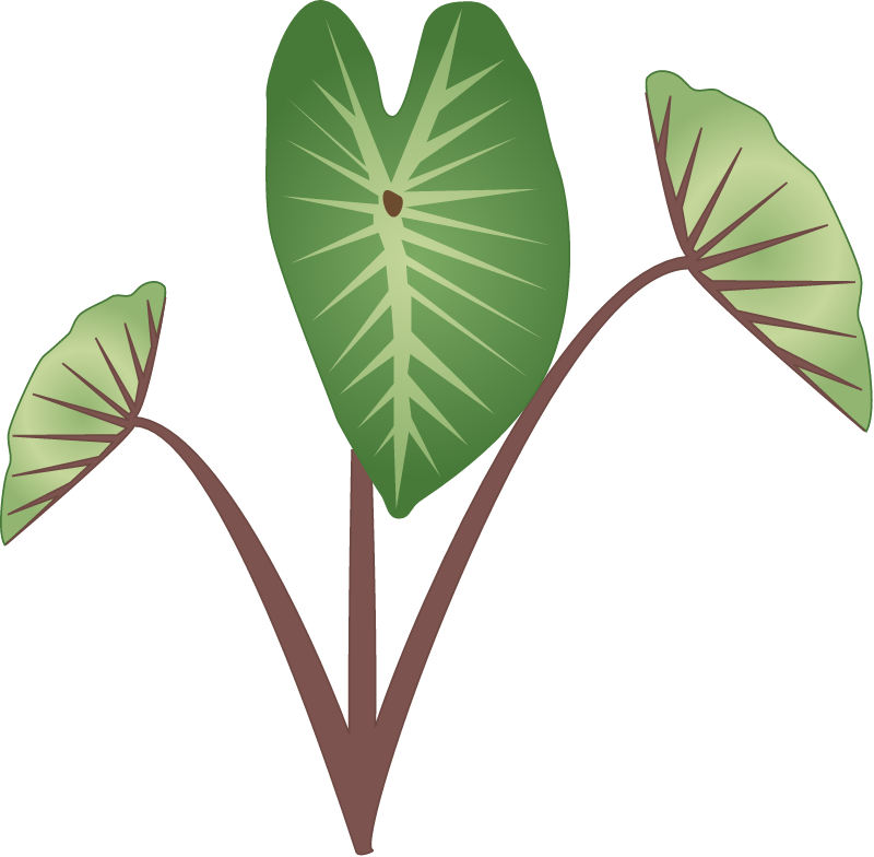 Taro