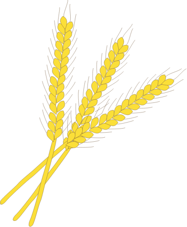 Wheat Sheath