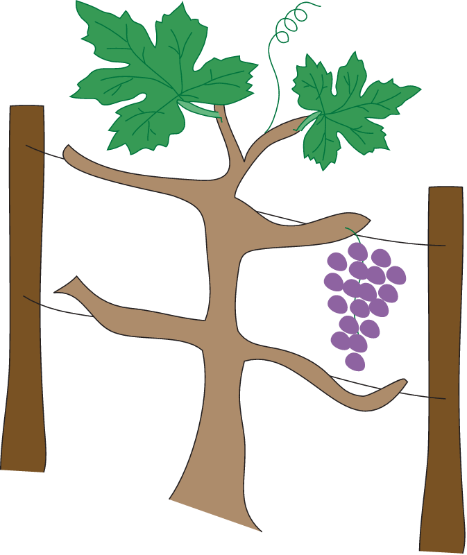 Grape Vine