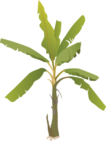 Banana Tree