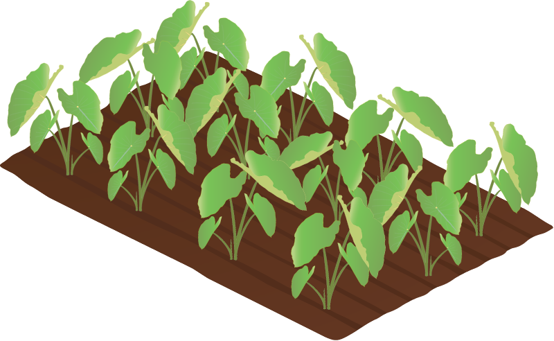 Taro Plantation