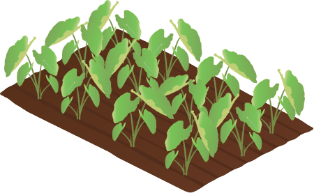Taro Plantation