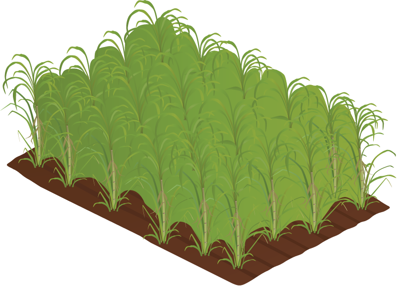 Sugarcane Plantation
