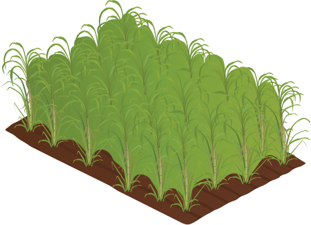 Sugarcane Plantation