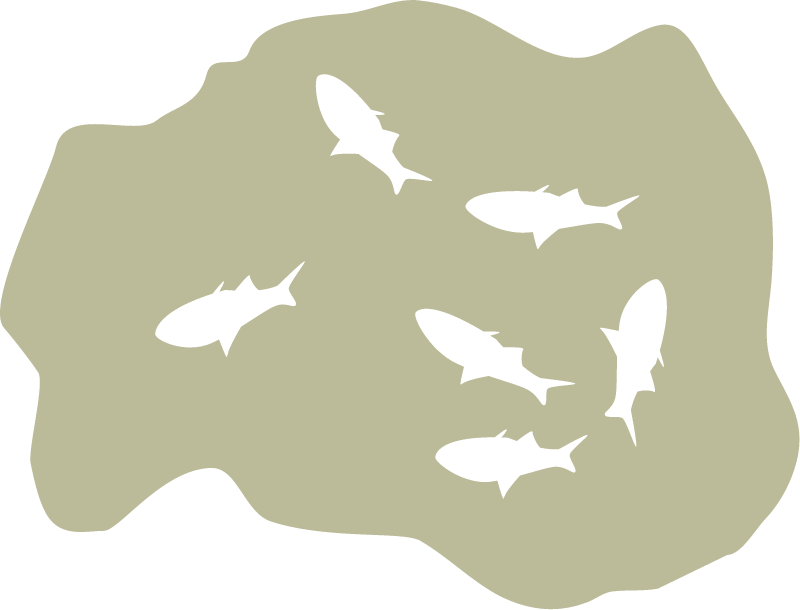 Dead Fish