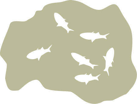 Dead Fish