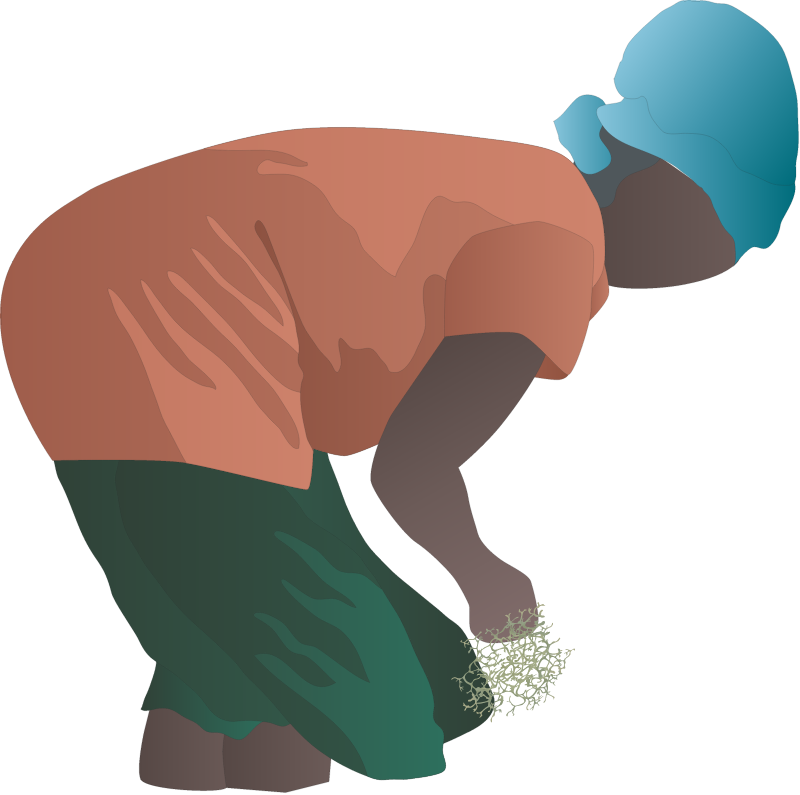 Seaweed Farmer