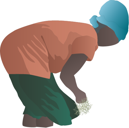 Seaweed Farmer