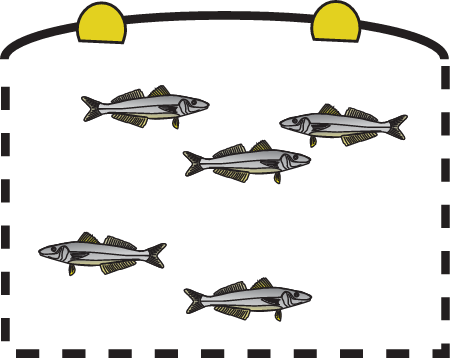 Fish Cages