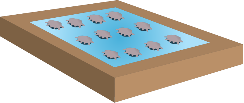 Abalone Farming