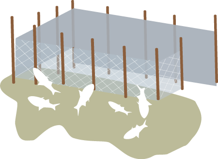 Illegal Shrimp Pens