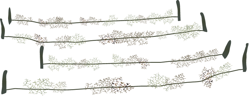Seaweed Farm