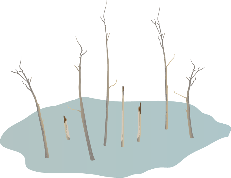 Climate Change Ghost Forest