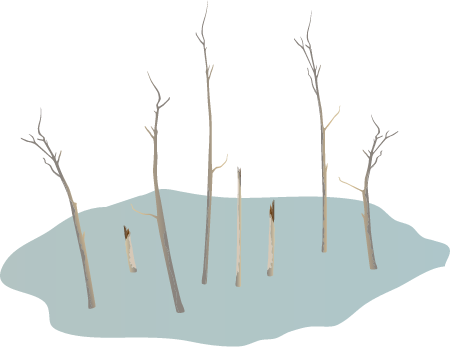 Climate Change Ghost Forest