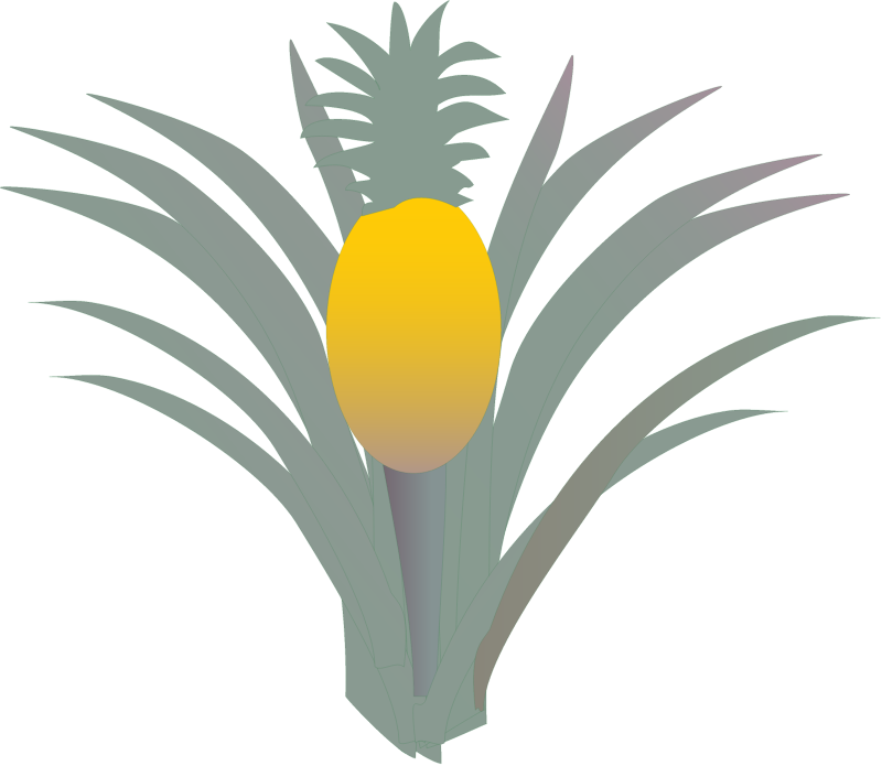 Pineapple