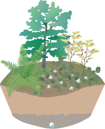 Park Raingarden