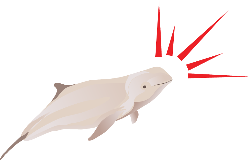 Vessel Strike of Marine Mammal