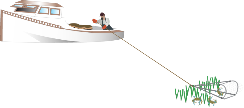 Crab Scraping