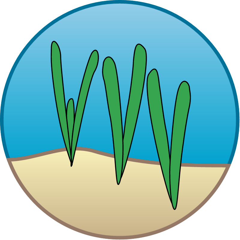Seagrass Restoration