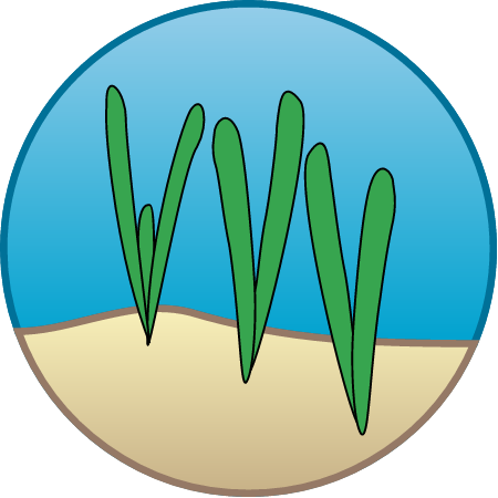 Seagrass Restoration