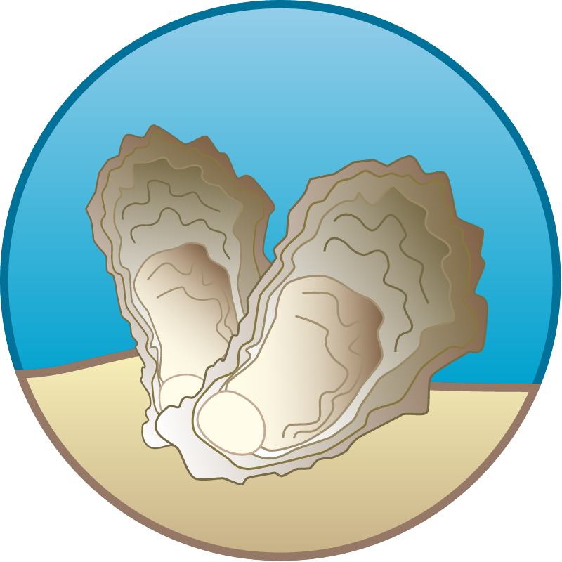 Oyster Restoration