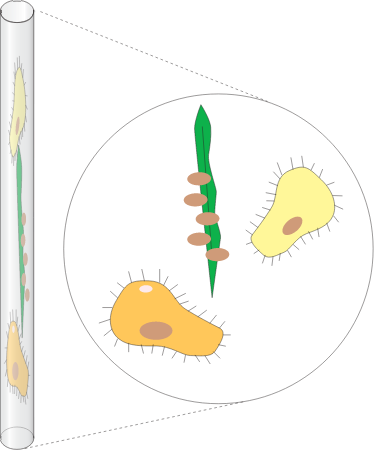 Microcapillary Tube