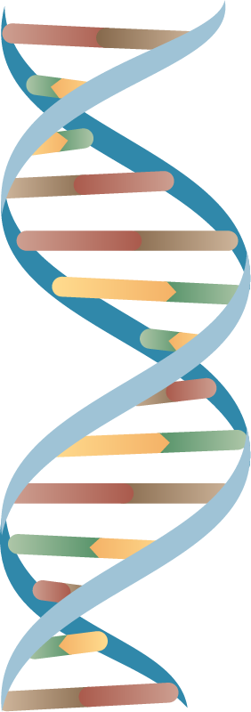 DNA Strand