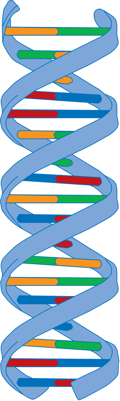 DNA Strand