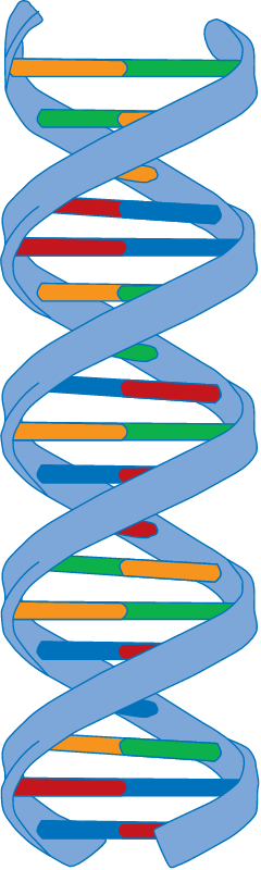 DNA Strand