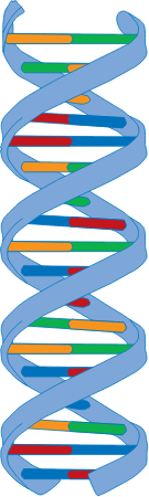 DNA Strand