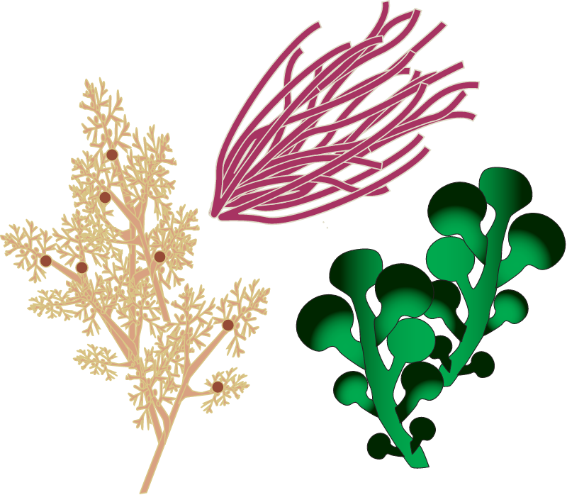 Biodiversity Algae