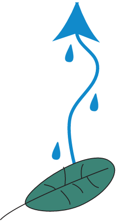 Evapotranspiration