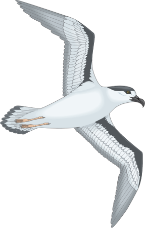 Seabird Guano