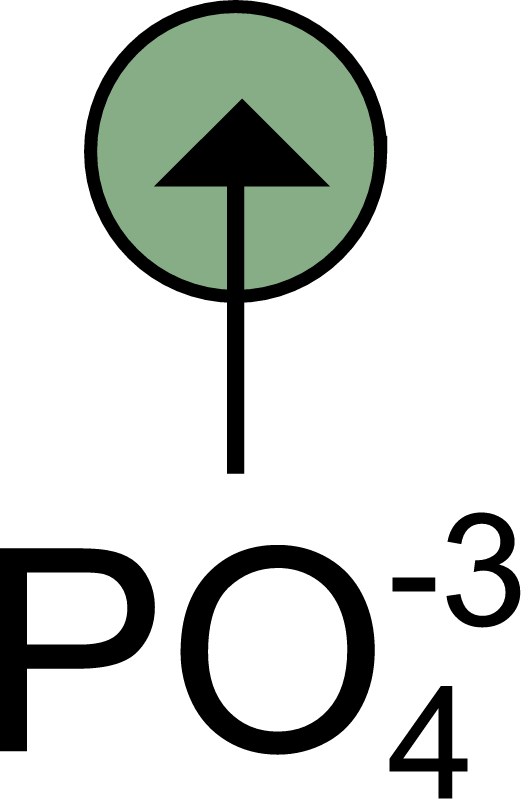 Uptake Phosphate