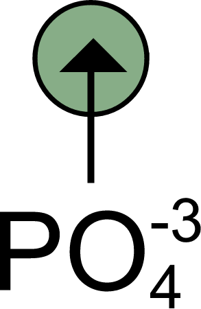 Uptake Phosphate