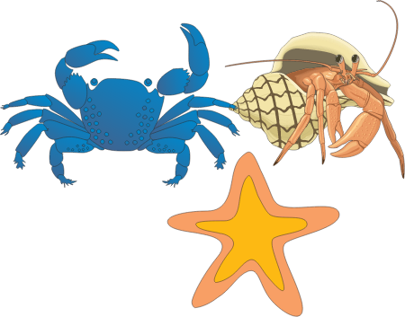 Biodiversity Invertebrates