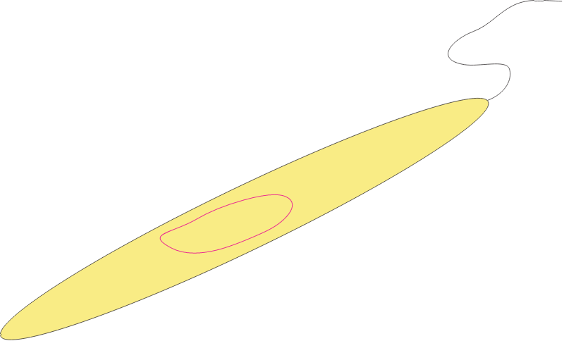 Bacterium