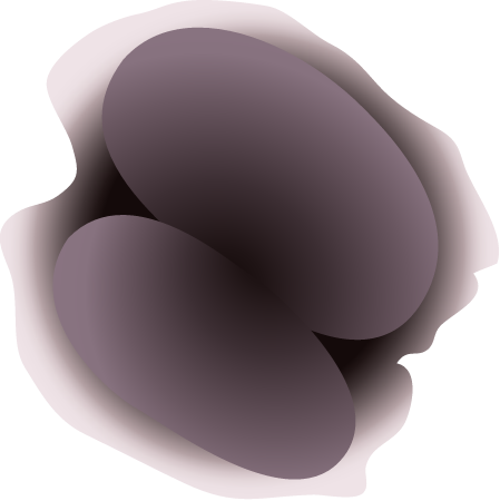 Bacteroidetes