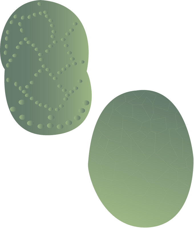 Synechococcus Spp
