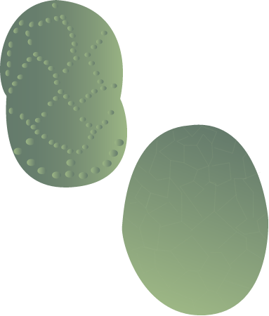 Synechococcus Spp