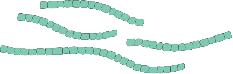 Nodularia Spp